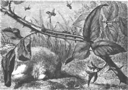 Веточка ежевики с гнездом пемфредона темного (Pemphredon lugubris Latr.) Веточка ежевики с гнездом пемфредона темного (Pemphredon lugubris Latr.)