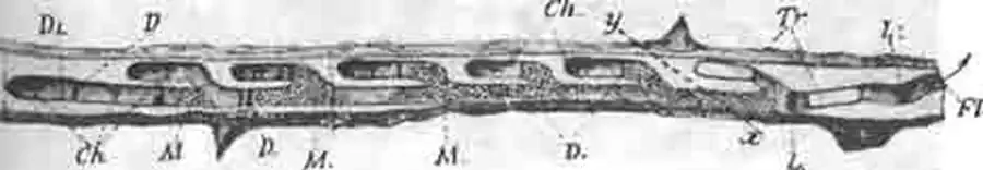 Веточка ежевики, в которой сначала сделал гнездо, налево от х—у, пемфредон (Pemphredon unicolor Fbr.), а позднее, направо от х у, поселился трипоксил стебельчатый Веточка ежевики, в которой сначала сделал гнездо, налево от х—у, пемфредон (Pemphredon unicolor Fbr.), а позднее, направо от х у, поселился трипоксил стебельчатый