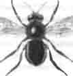 Осмия трехрогая (Osmia tricornis Latr.)
