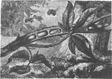 Осмия золотистая (Osmia aurulenta Panz.) и ее гнездо в стебле ежевики.