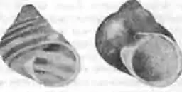 Раковины крапчатой улитки Раковины крапчатой улитки