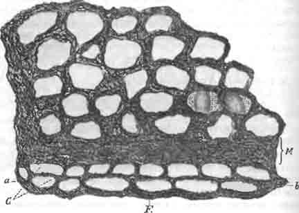 Гнездо осмии выемчатой (Osmia emarginata LepelL), построенное из зеленого, растительного теста в горизонтальной щели стены, меж двух камней