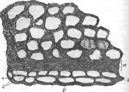 Гнездо осмии выемчатой (Osmia emarginata LepelL), построенное из зеленого, растительного теста в горизонтальной щели стены, меж двух камней Гнездо осмии выемчатой (Osmia emarginata LepelL), построенное из зеленого, растительного теста в горизонтальной щели стены, меж двух камней