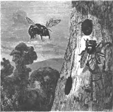 Пчела-плотница—ксилокопа. Пчела-плотница—ксилокопа.