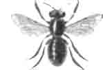 Литург темнокрылый (Lithurgus fuscipennis Lep.)
