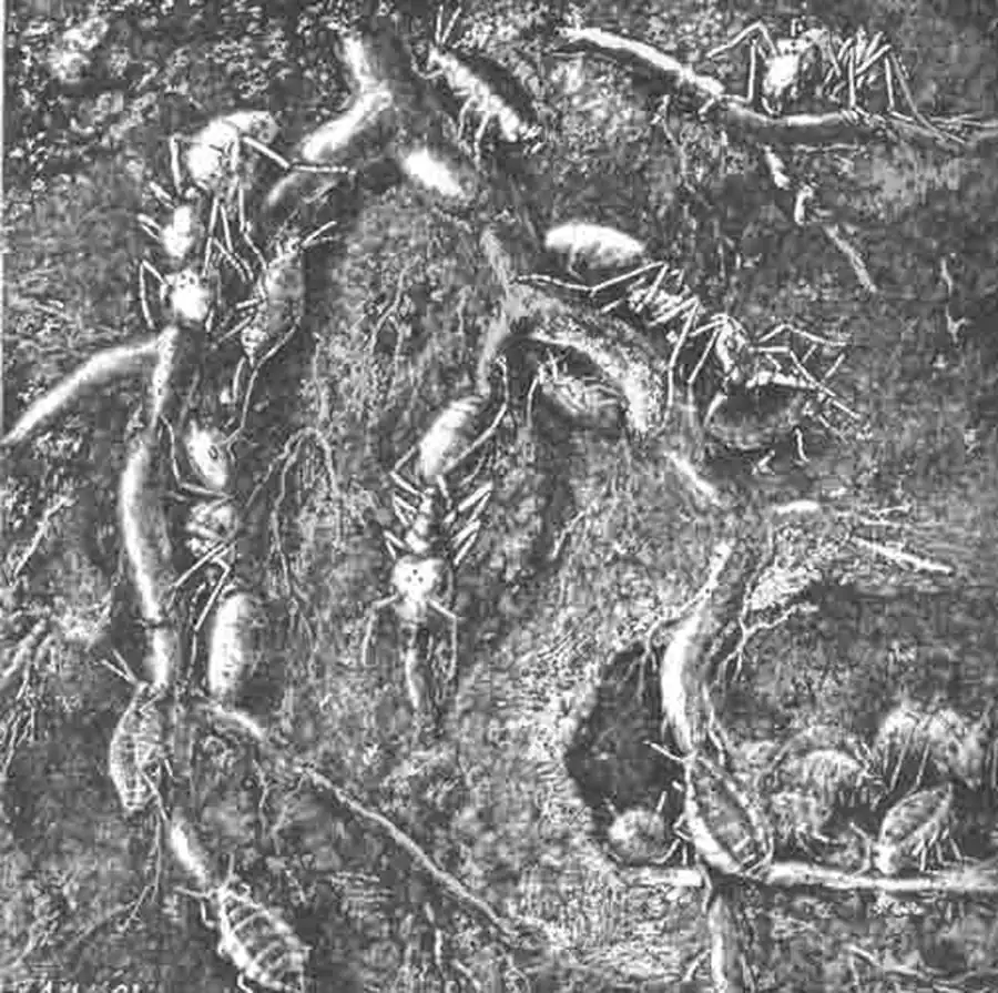 Рыжие муравьи (Lasius flavus) и их дойные тли (Forda marginata) на корнях злаков, в особых подземных помещениях Рыжие муравьи (Lasius flavus) и их дойные тли (Forda marginata) на корнях злаков, в особых подземных помещениях