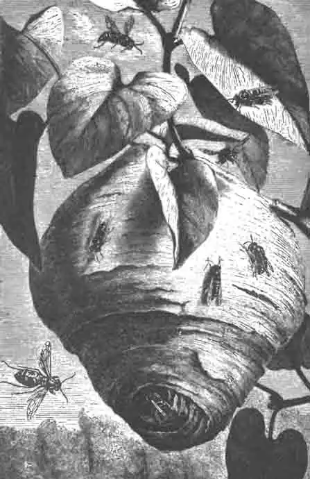 Обыкновенная лесная оса (Vespa sylvestris Scop.) и ее гнездо Обыкновенная лесная оса (Vespa sylvestris Scop.) и ее гнездо