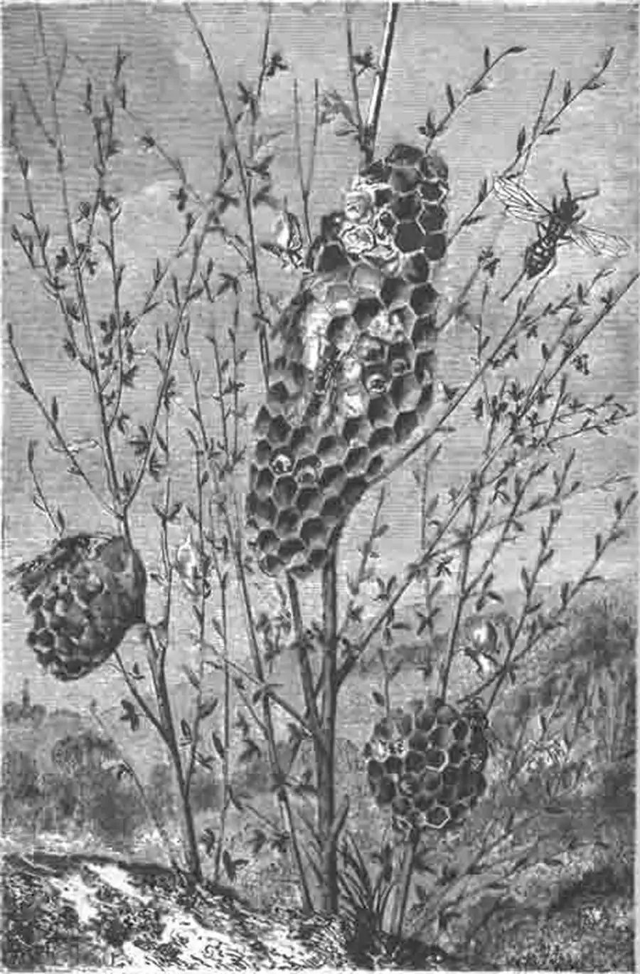 са-полист и ее гнезда. В некоторых ячейках верхнего гнезда видны головки личинок, а рядом другие ячейки уже закупорены с куколками са-полист и ее гнезда. В некоторых ячейках верхнего гнезда видны головки личинок, а рядом другие ячейки уже закупорены с куколками