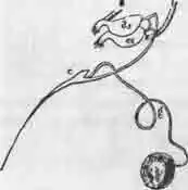 Жало осы рабочей Жало осы рабочей