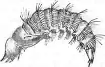 Куколка трехполосого антракса. Куколка трехполосого антракса.