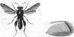 Большой левкоспис и, правее, его брюшко сбоку Большой левкоспис и, правее, его брюшко сбоку