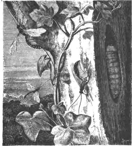 Наездник рисса (Rhyssa), кладущий яйцо в личинку жука-дровосека, скрывающуюся в древесине