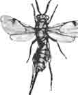 Монодонтомер — самка (Monodontomerus nitidus New р.)