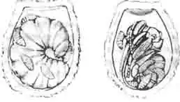 Ячейки антофоры с ее личинкой и куколкой, которые некрыты личинками монодонтомера Ячейки антофоры с ее личинкой и куколкой, которые некрыты личинками монодонтомера