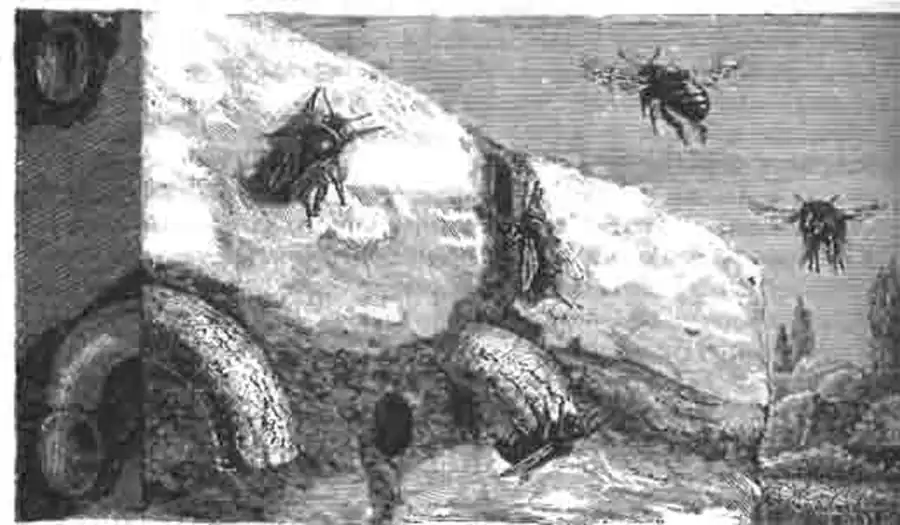 Стенная антофора и ее гнезда Стенная антофора и ее гнезда