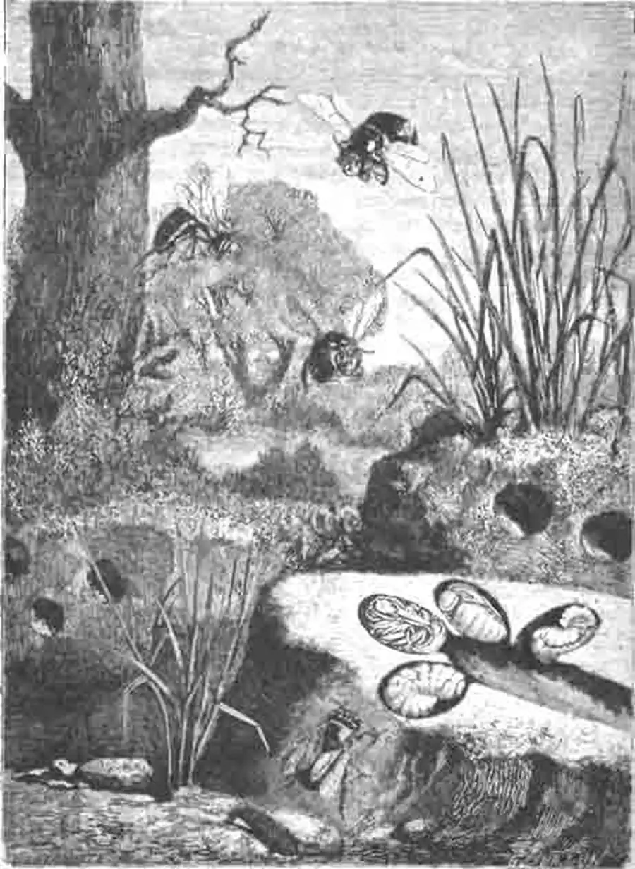 Антофора маскированная и ее гнезда (Antb. fulvilarsis Brull., или personate Ill.) Антофора маскированная и ее гнезда (Antb. fulvilarsis Brull., или personate Ill.)