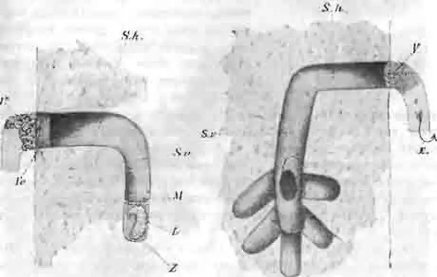 Разрезы через гнезда стенной антофоры, сделанные в земляных откосах. Левое с одной ячейкой, правое—с шестью Разрезы через гнезда стенной антофоры, сделанные в земляных откосах. Левое с одной ячейкой, правое—с шестью