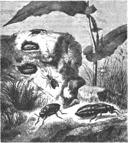 Вверху жуки ситарисы плечистые и внизу — рубчатые майки (Meloe cicatricosus), правее—самка, левее—самец Вверху жуки ситарисы плечистые и внизу — рубчатые майки (Meloe cicatricosus), правее—самка, левее—самец