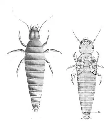Первичная личинка ситариса плечистого с брюшной (правее) и со спинной стороны Первичная личинка ситариса плечистого с брюшной (правее) и со спинной стороны
