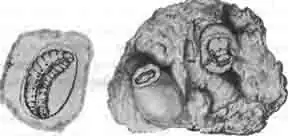 Ячейки антофоры; налево — вскрытая ячейка и в ней видна личинка майки; направо— из крайней вылупляется майка Ячейки антофоры; налево — вскрытая ячейка и в ней видна личинка майки; направо— из крайней вылупляется майка