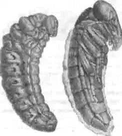Третья личинка майки перед окукливанием и ее куколка Третья личинка майки перед окукливанием и ее куколка