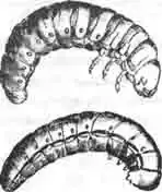 Вторая личинка и псевдохризалида (ниже) церокомы Шеффера. Вторая личинка и псевдохризалида (ниже) церокомы Шеффера.
