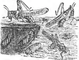 Кобылки (а), кладущие яйца в землю; кубышки с яйцами вскрыты е и d (По Pakkard'y) Кобылки (а), кладущие яйца в землю; кубышки с яйцами вскрыты е и d (По Pakkard'y)