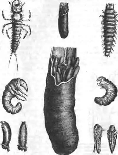 Превращении кантариса (Cantaris rayee). В середине изображена кубышка с яйцами кобылки (выше в естеств. величину и ниже увеличенная) и с молодой личинкой кантариса. (По Riley) Превращении кантариса (Cantaris rayee). В середине изображена кубышка с яйцами кобылки (выше в естеств. величину и ниже увеличенная) и с молодой личинкой кантариса. (По Riley)