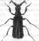 Церокома Шребера — самец Церокома Шребера — самец