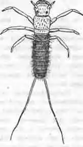 Тряунгулин, или первичная личинка 12-точечиого нарывника. Тряунгулин, или первичная личинка 12-точечиого нарывника.