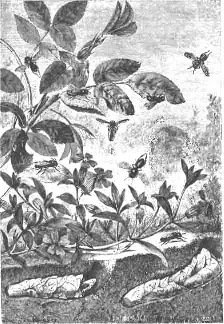 Розанная мегашила и ее гнезда (Megachila centuncularis L.)