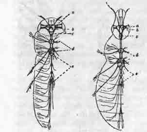 Нервная система златки узкотелой (Agrilus) (19) и долгоносика (Rhynchaenus pini) (20):
