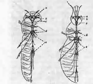 Нервная система златки узкотелой (Agrilus) (19) и долгоносика (Rhynchaenus pini) (20):