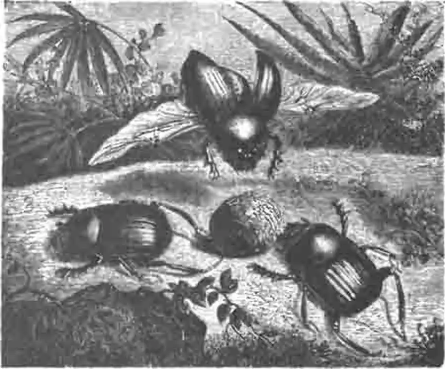 Священные навозники (Ateuchus sacer L.), катящие навозный шар.