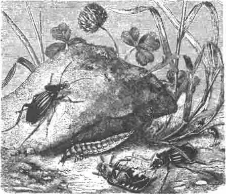 Две жужелицы золотистые (Carabus auratus L.)