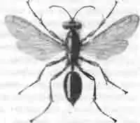 Желтокрылый сфекс (Sphex flavipennis. Fbr.)