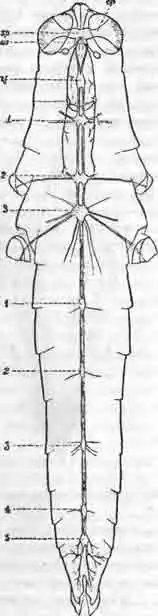 Центральная нервная система кобылки (Caloptemis)