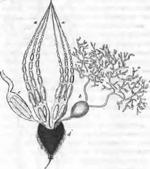 Ядовитая железа и яичники осы-охотника (Tachytes anathema Rossi)