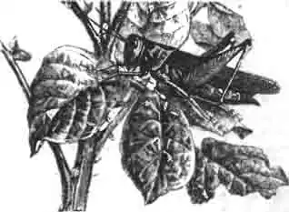 Взрослая (окрыленная) кобылка (Caloptenus spretus)