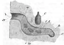 Гнездо манжетной антидий, устроенное в норке пушистоногой антофоры
