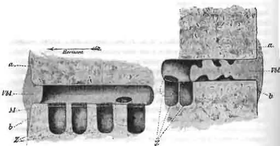 Разрезы гнезд маскированной антофоры в земляных откосах Разрезы гнезд маскированной антофоры в земляных откосах
