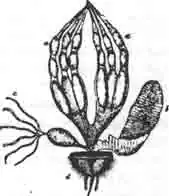 Яичник антидий манжетной Яичник антидий манжетной