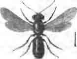 Галикт желтоногий (Halictus flavipcs Panz.)