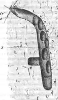 Разрез через подземное, однолетнее, гнездо галикта шестикаемчатого Разрез через подземное, однолетнее, гнездо галикта шестикаемчатого
