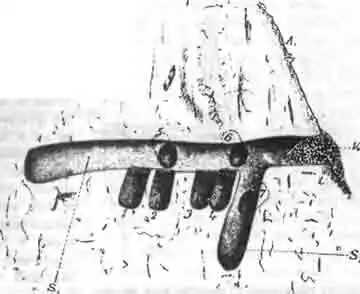 Разрез через двухлетнее гнездо того же галикта Разрез через двухлетнее гнездо того же галикта