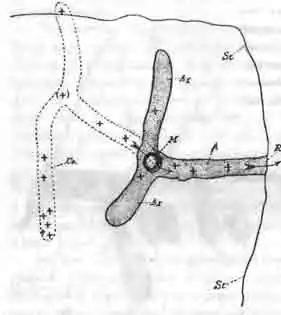 Гнездо галикта (Н. morio Fbr.) зимой, сделанное под плоским камнем, лежавшем на земле Гнездо галикта (Н. morio Fbr.) зимой, сделанное под плоским камнем, лежавшем на земле
