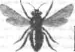 Коллег мохнатый (Colletes hirta Lepell.)