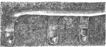 Гнездо коллега (Colletes succinctus L.) по В. Майе Гнездо коллега (Colletes succinctus L.) по В. Майе