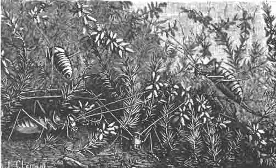 Эфиппитеры (Ephippigera)