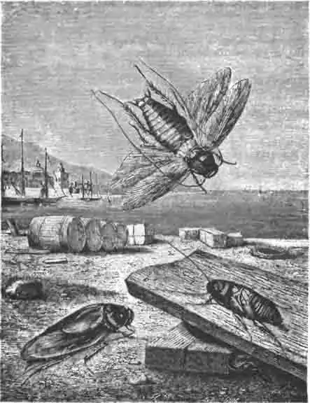 Американский таракан, или какерлак